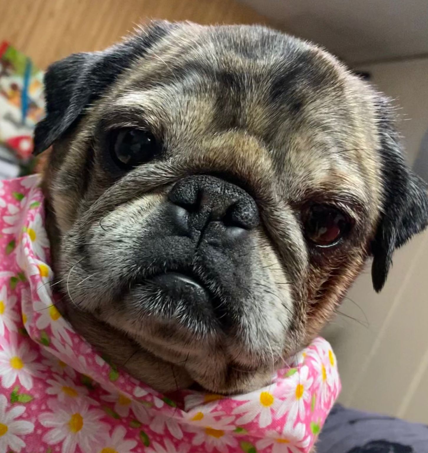 Pugs Available for Adoption Pug Partners of Nebraska