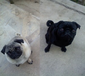 Ringo and Annabelle