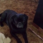 Duke - Available for Adoption!