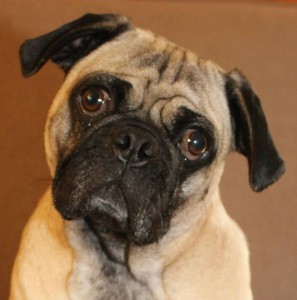 Manny - Adoptable through Pug Partners of Nebraska!