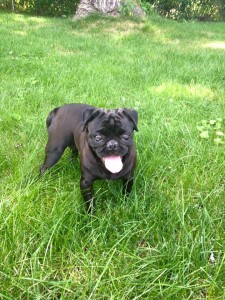 Katherine Hepburn - Adoptable through Pug Partners of Nebraska!