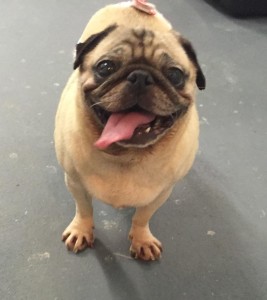 Bette Davis - Adoptable through Pug Partners of Nebraska!