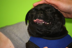 Betsy Blair - Adoptable through Pug Partners of Nebraska!