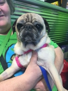 Elizabeth Taylor - Adoptable through Pug Partners of Nebraska!