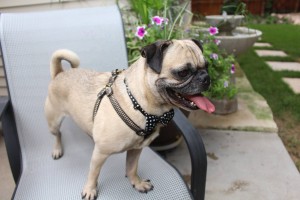 Winston - Available for Adoption with Pug Partners of Nebraska!