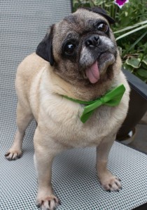 Eva Marie Saint - Adoptable through Pug Partners of Nebraska!