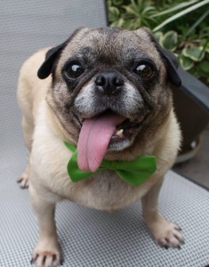 Eva Marie Saint - Adoptable through Pug Partners of Nebraska!