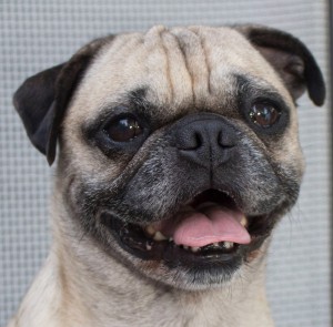 Winston - Available for Adoption with Pug Partners of Nebraska!