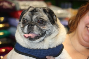 Miggy - Available for Adoption!