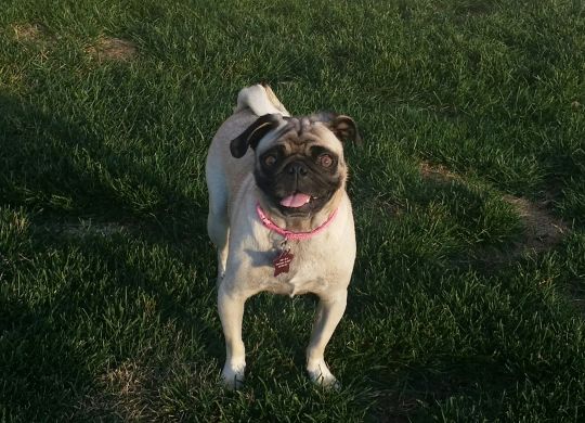 Autumn - Available for Adoption!