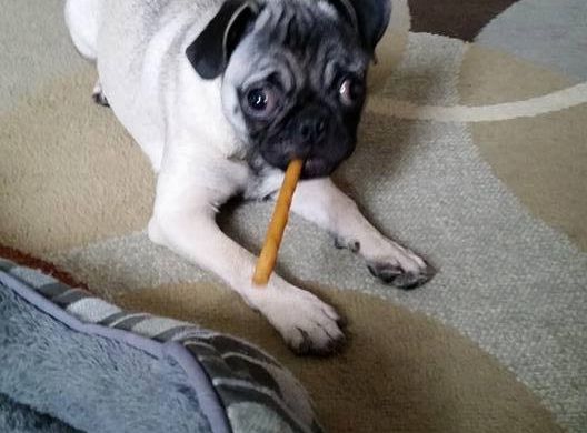 Charlie - Available for Adoption!