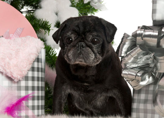 presents-for-pugs