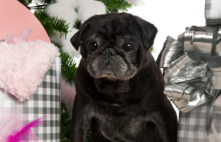 presents-for-pugs