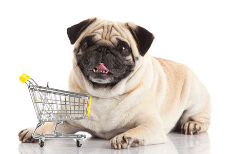 shopping-pug