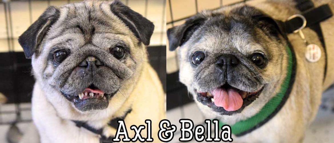 Axl-bella-duo-2