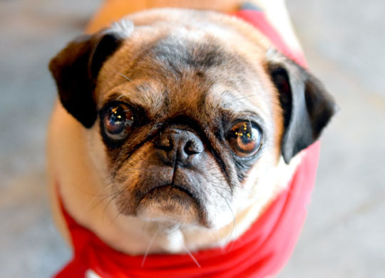 pugsy-9