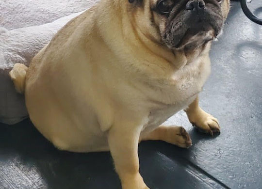 Tiny
