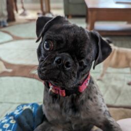 Dottie - Available for Adoption