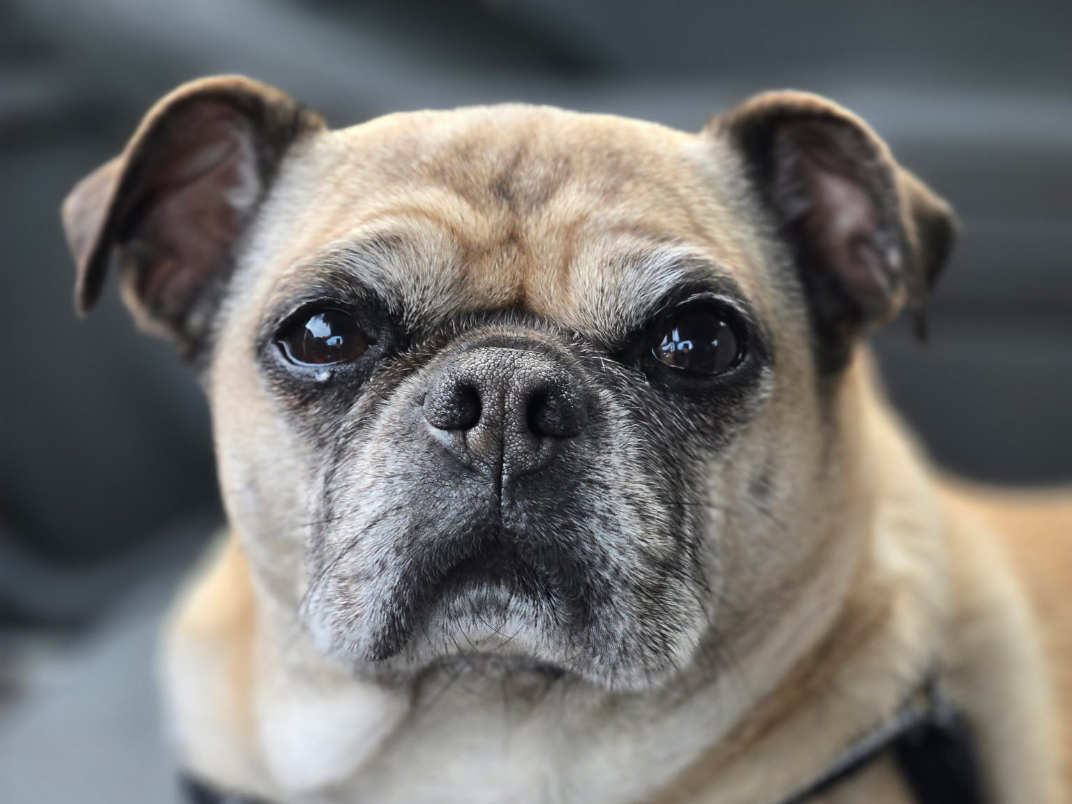 ♡ pug_pugchan ♡♡様ご確認用♥オーダー品 Lincoln - Available Pugs | Pug Partners of Nebraska